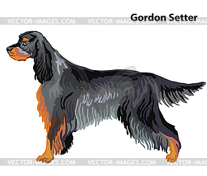 gordon setter