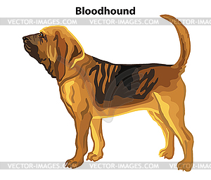 Colored decorative standing portrait of Bloodhound - vector image