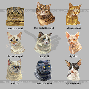 Set of cute cats icons, vector flat illustrations. Cat breeds