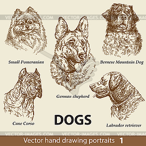 Set of hand drawing dogs  - vector image