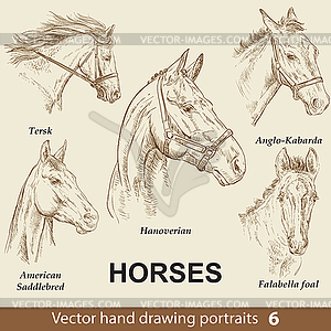 Set of hand drawing horses  - vector image