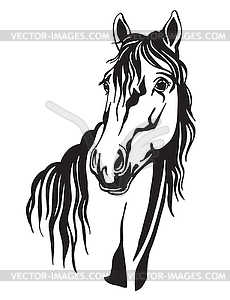 Beautiful portrait of line black contour horse - white & black vector clipart