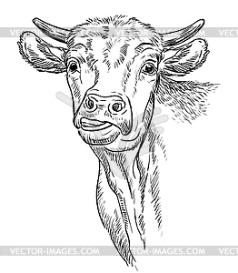 Голова смешного рисования руки быка - изображение в векторе