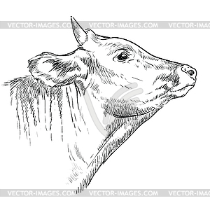 Head of horned bull hand drawing - vector clipart