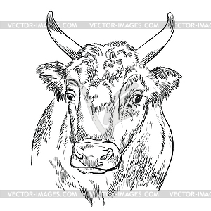 Head of strong bull hand drawing - vector image