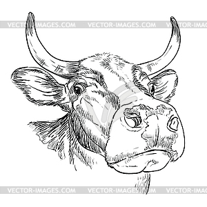 Голова забавного быка в перспективе рисунок - векторный клипарт / векторное изображение