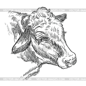 Head of kind cow hand drawing - vector image