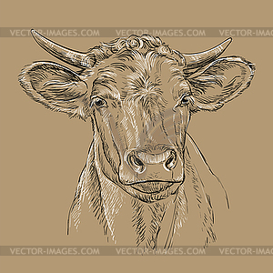 Head of bull head brown - vector clipart