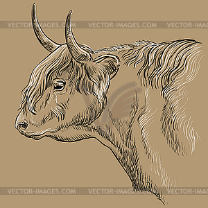 Head of Highland cattle profile - vector clip art