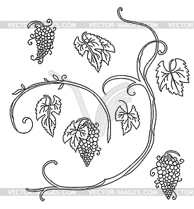 Набор линий искусства виноградных растений - рисунок в векторном формате