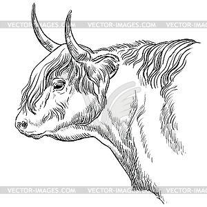 Head of bull in profile - vector clipart