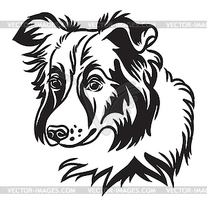 Border collie dog - vector clipart