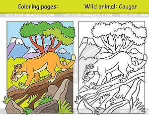 Coloring book page and color template cougar - vector clip art