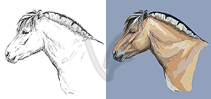 Portrait of Norwegian fjord pony - vector image