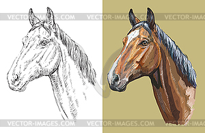 Portrait of beautiful Trakehner horse - vector clip art