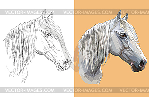 Portrait of beautiful gray horse - vector clipart
