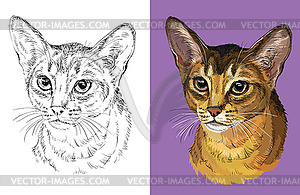 Portrait of cute Abyssinian cat - vector clipart