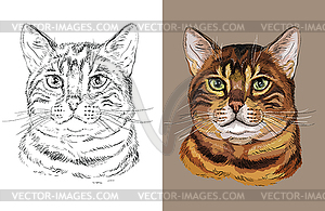 Portrait of cute Bengal cat - vector clip art