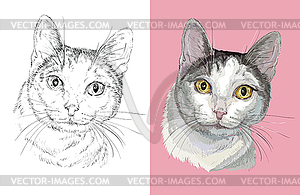 Portrait of cute fluffy cat - vector image