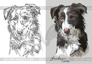 Portrait of dog border collie - color vector clipart