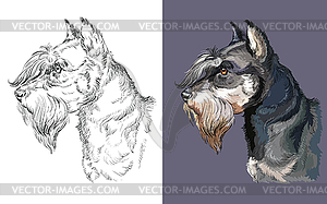 Portrait of dog miniature schnauzer - vector image