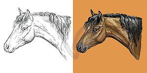 Portrait of belgian pony colorful and monochrome - vector clip art