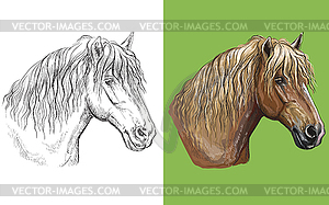 Portrait of draft horse colorful and monochrome - vector clipart