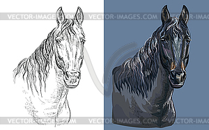 Portrait of brown bay horse - vector clipart