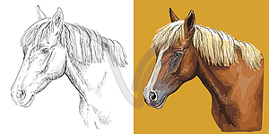 Портрет красоты молодой лошади - клипарт в векторном виде