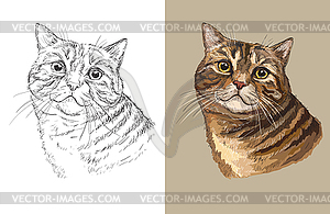 Portrait of cute fluffy cat - vector clipart