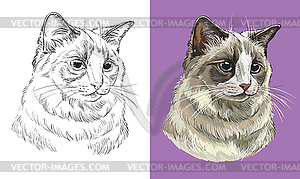 Portrait of fluffy Ragdoll cat - vector image