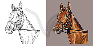 Portrait of horse in bridle - color vector clipart