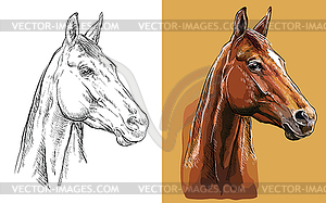 Portrait of horse on orange backgound - vector clipart / vector image