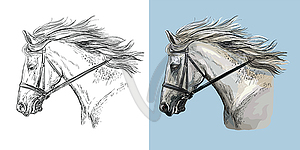 Portrait of white sportive horse - vector image