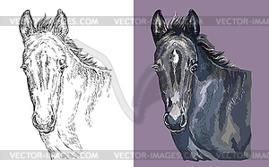 Portrait of young black pony - vector image