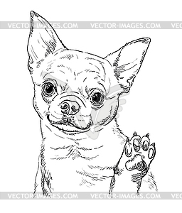 Chihuahua dog hand drawing portrait - vector clipart