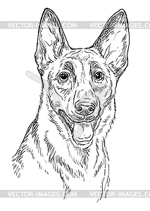 Belgian shepherd dog hand drawing portrait - vector image