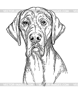 Немецкий дог собака рука рисунок портрет - векторное изображение EPS