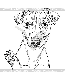 Jack russel terrier dog hand drawing portrait - vector image