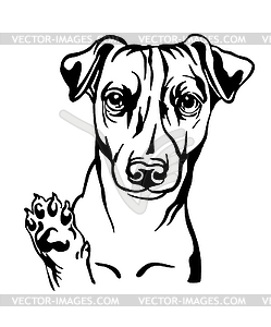 Jack russel terrier dog black contour portrait - vector clip art