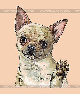 Chihuahua dog hand drawing portrait color - vector clipart