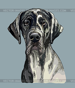 Great dane dog hand drawing portrait color - vector clip art