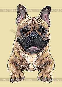 French bulldog dog hand drawing portrait color - royalty-free vector clipart