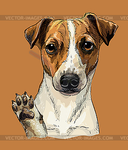 Jack russel terrier dog hand drawing color - vector image