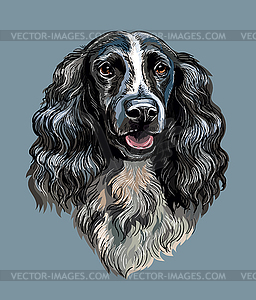 Spaniel dog hand drawing portrait color - vector image