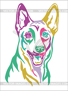 Belgian shepherd color contour portrait - vector image