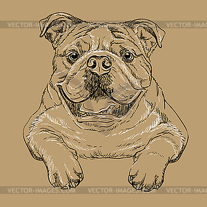 Bulldog dog hand drawing brown - vector image