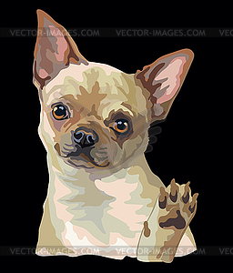 Chihuahua dog color - vector image