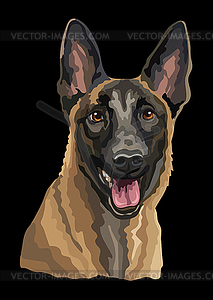 Belgian shepherd dog color - vector clipart