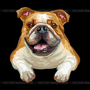 Bulldog dog color - vector clipart